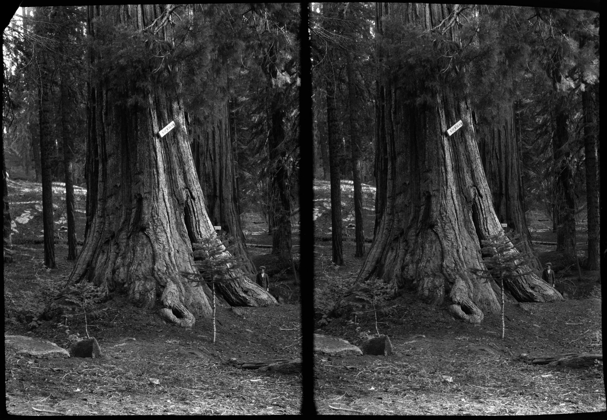 SEKI Roberts Collection Series: 2 Negatives; 15 Stereographs