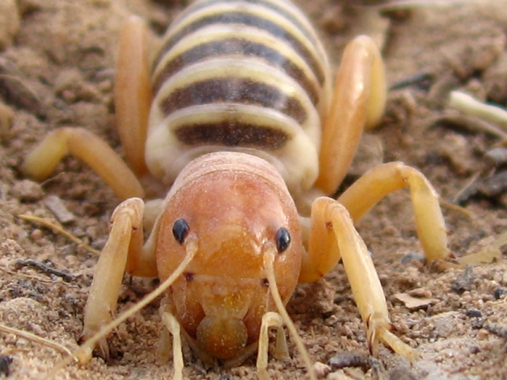 ugly bugs of montana