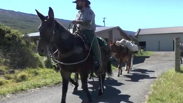 Mighty Mules of Maui - Haleakalā National Park (U.S. National Park Service)