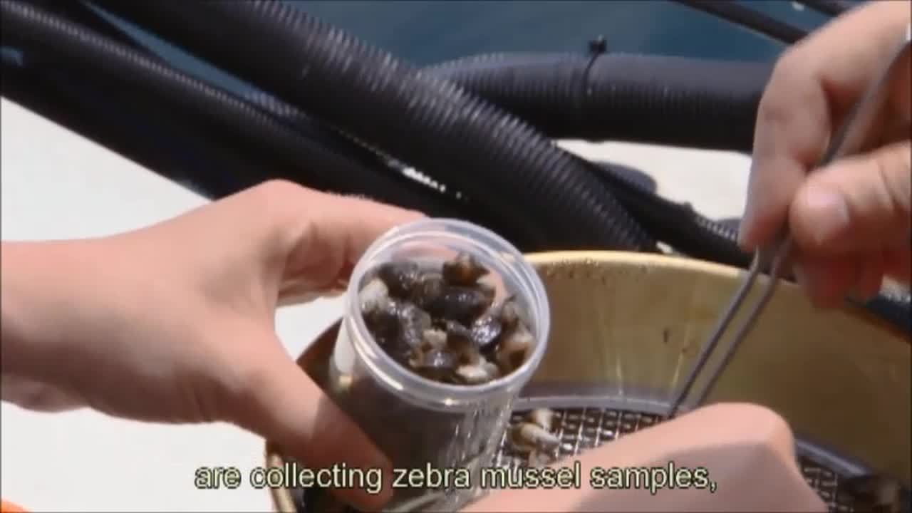 Moss Balls and Zebra Mussels - Great Lakes Research and Education Center  (U.S. National Park Service)