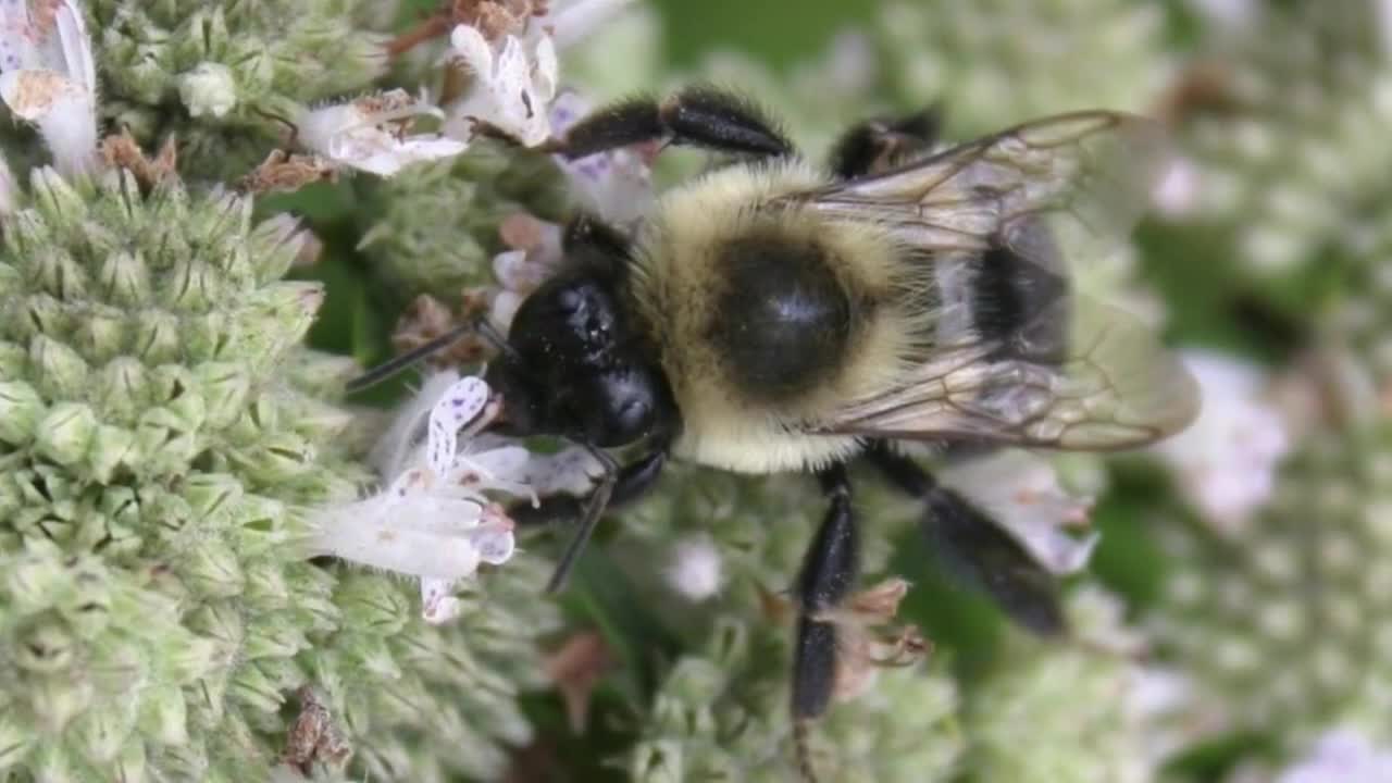 Bumble the Bee: The most popular person at the ballpark (+video