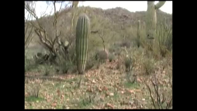 Free Saguaro Cactus Life Cycle Worksheet worksheet for Kids