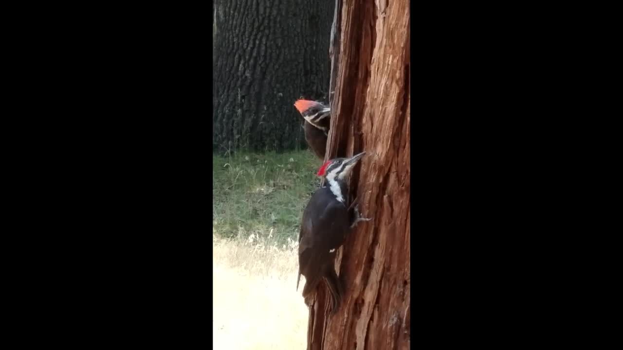 le pic-bois au travail - woodpecker at work - Animal & Insect