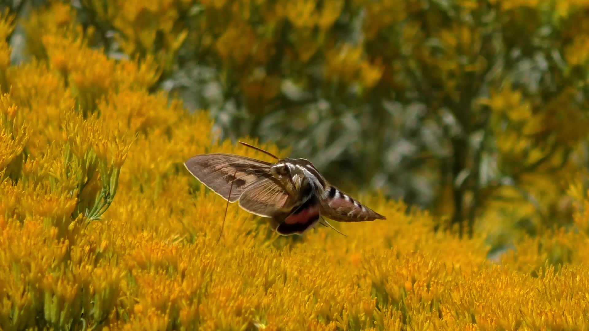 Hawk Moth - Nature Companion