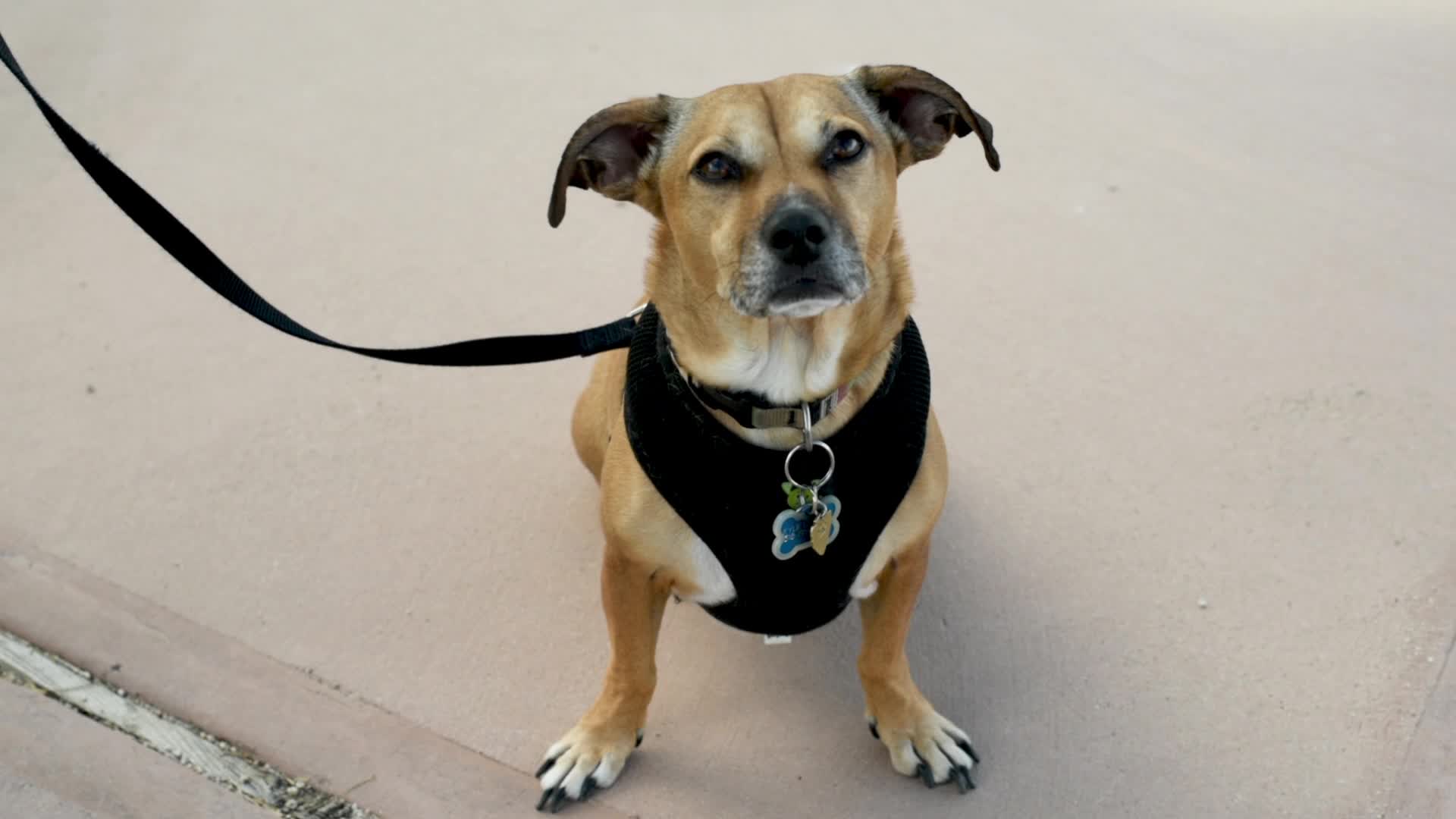 can you take dogs to joshua tree