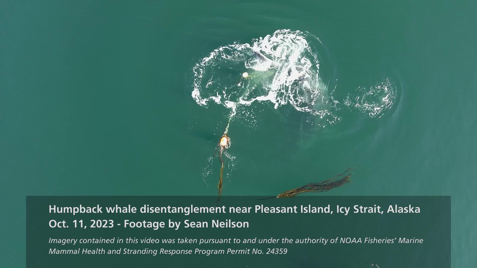 Whale Disentanglement  Office of National Marine Sanctuaries