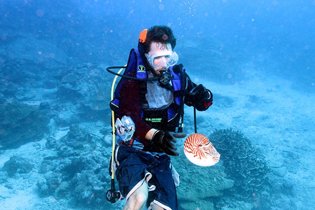 Researcher observes a nautilus.