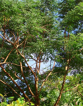 Lopa trees in a forest.