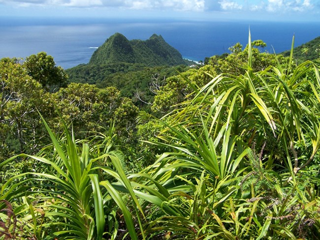 NPSA-vegatation.jpg Polauta Ridge