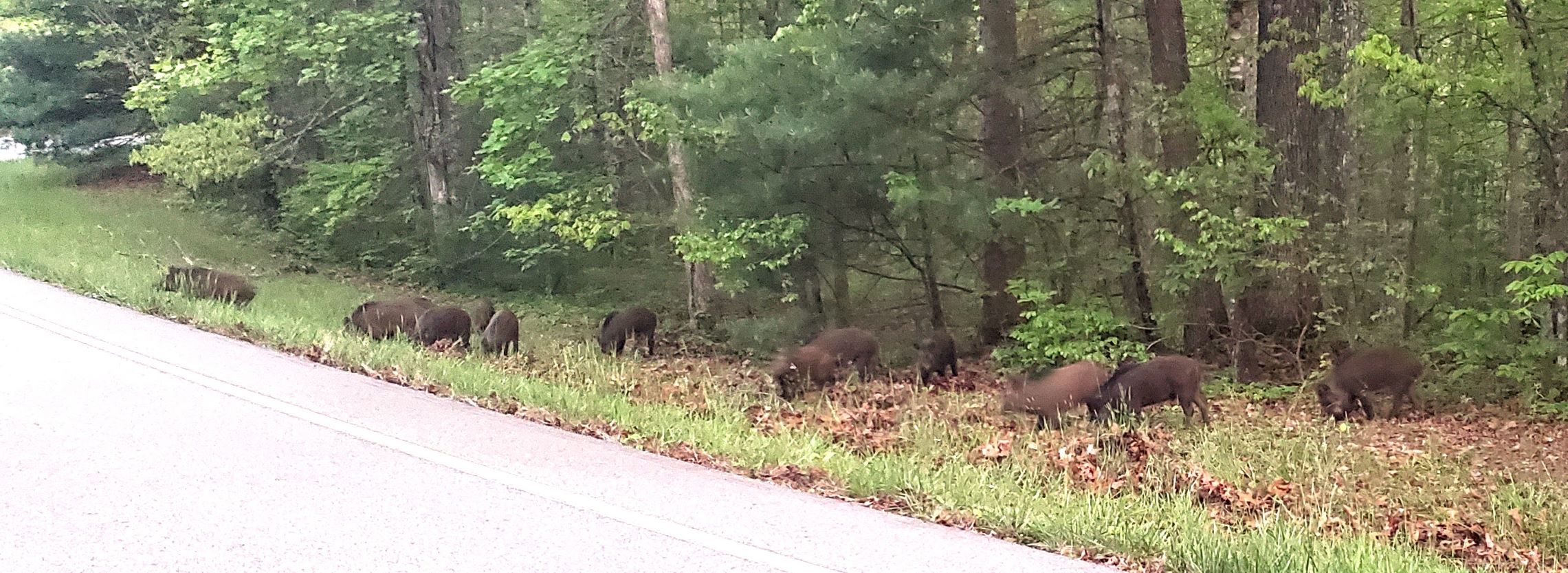 A group of hogs eating grass next to the road.