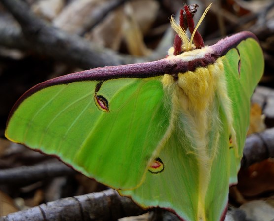 556Christen_Hans_Luna-Moth-