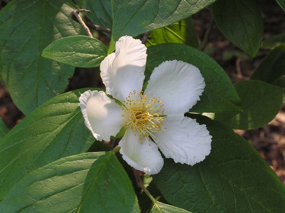 wenzel1_cr_Stewartia_ovata_