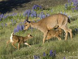 Blacktail Deer - Olympic National Park (U.S. National Park Service)