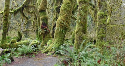 Temperate Rain Forests - Olympic National Park (U.S. National Park