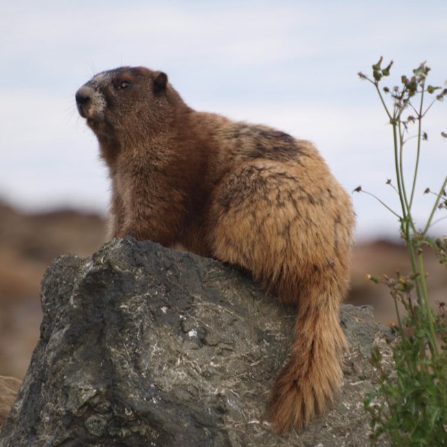A marmot sits on a rock.