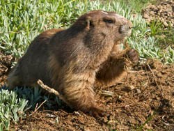 An Olympic marmot holds a root in one paw