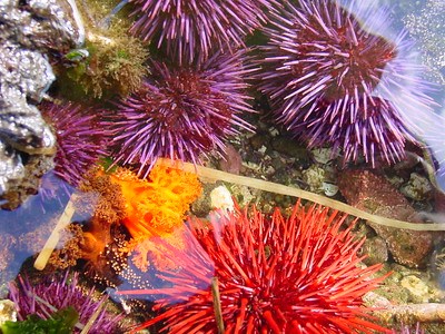 Several spiky sea urchins in a tidepool showing in colors of red, purple, and orange