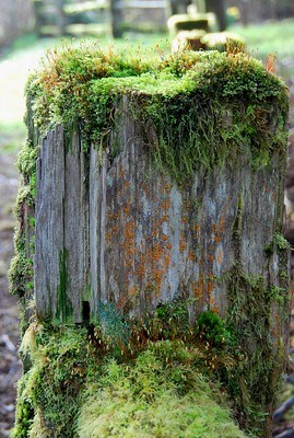 tree moss types