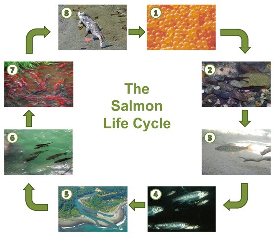 The Salmon Life Cycle - Olympic National Park (U.S. National Park Service)