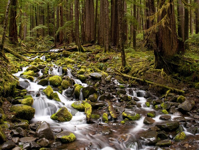 A cascading stream flows over green moss covered rocks through a dense forest.