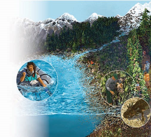 Illustration of snow capped mountains with a stream flowing into a deep blue alpine lake. A scientist floats in the lake, a park employee works next to plants, hikers are seen on a trail near the lake shore, and a long-toed salamander is in the corner.