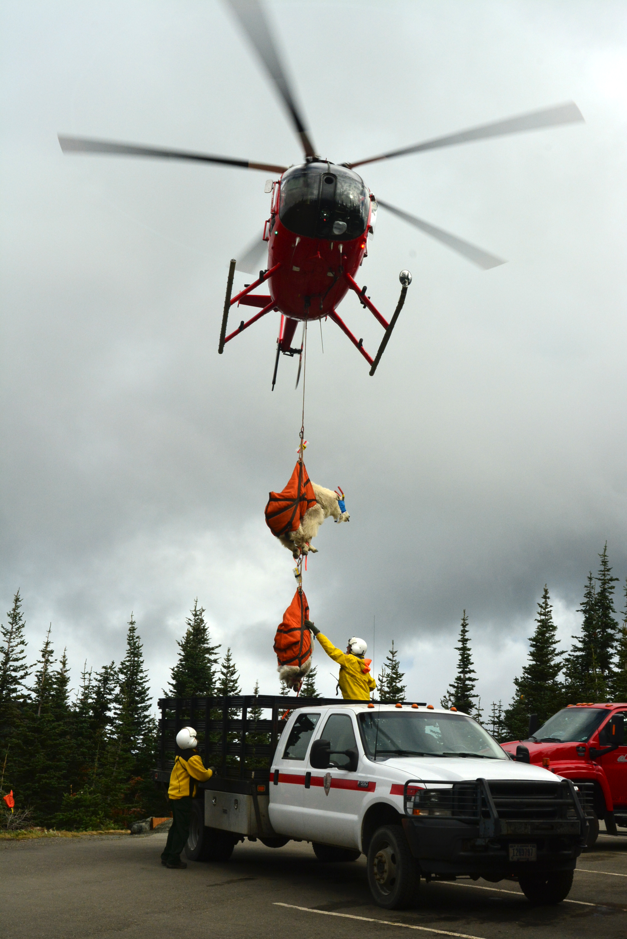 Helicopter setting mountain goats in slings into the back of a truck.