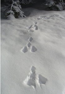 snowshoe hare tracks in snow