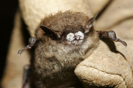 White-Nose Syndrome in Bats - Oregon Caves National Monument & Preserve