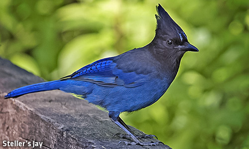 Download Birds - Oregon Caves National Monument & Preserve (U.S ...