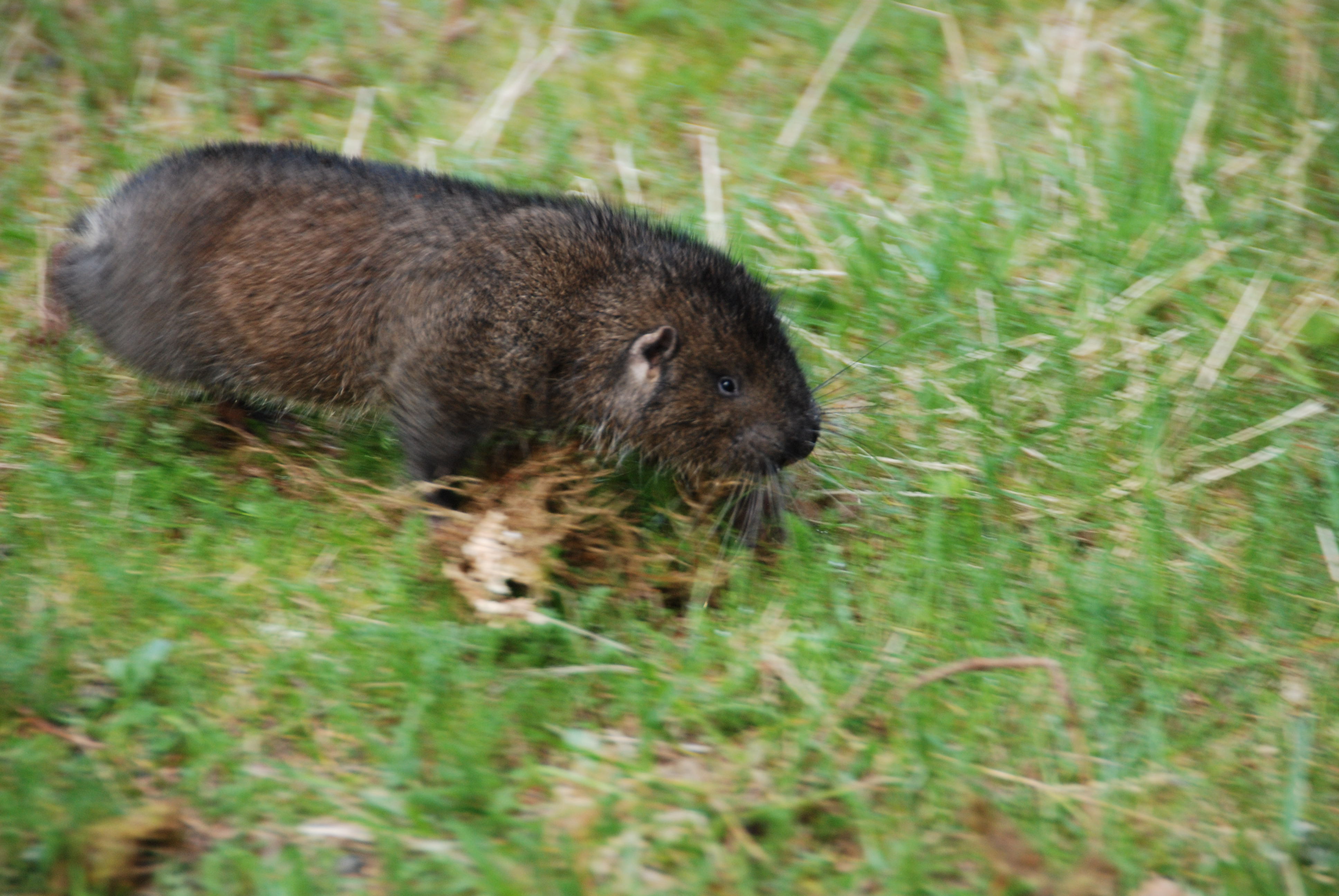 Mountain Beaver - Oregon Caves National Monument & Preserve (U.S