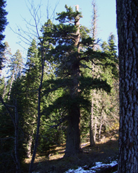 The Big Tree Trail - Oregon Caves National Monument & Preserve