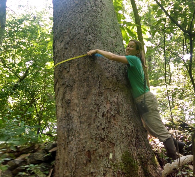 Measuring Tree DBH A woman leans against a large tree to measure its girth.