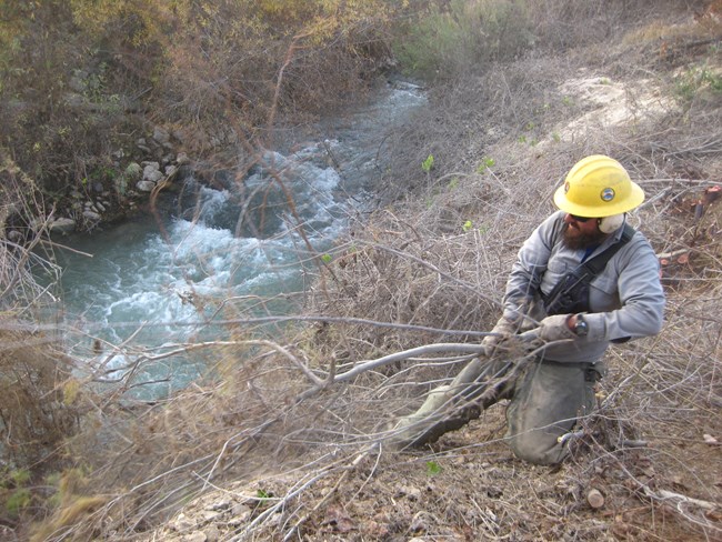 Exotic Plant Management Team member pulls an invasive plant from the banks of Lake Mead