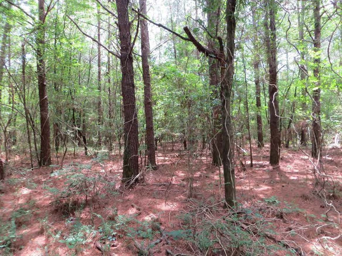 This photo depicts the interior of the land. It is forested with the foreground colored red from the fallen pine needles. The trees rise to the sunshine with climbing vines connecting them to the undergrowth.