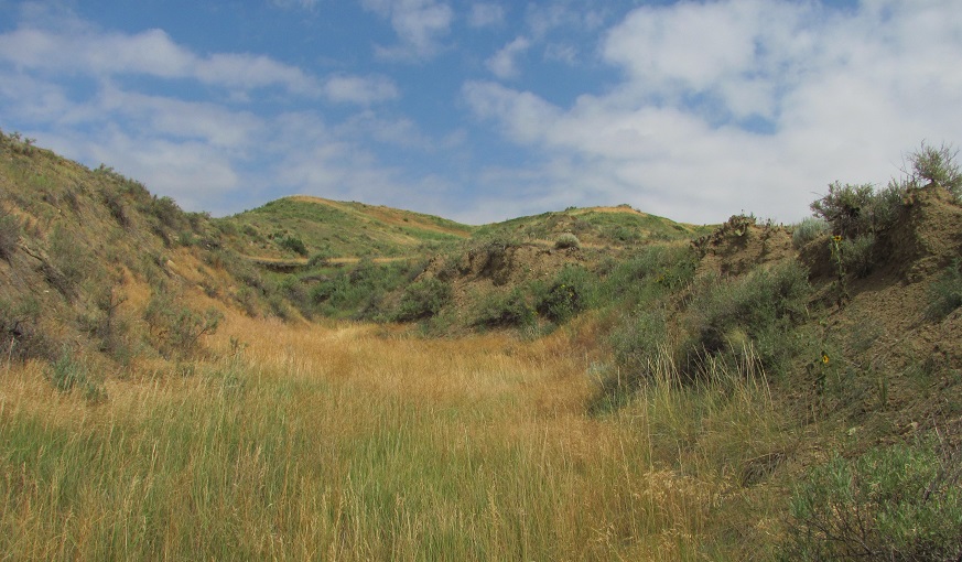 Grassy hills and field