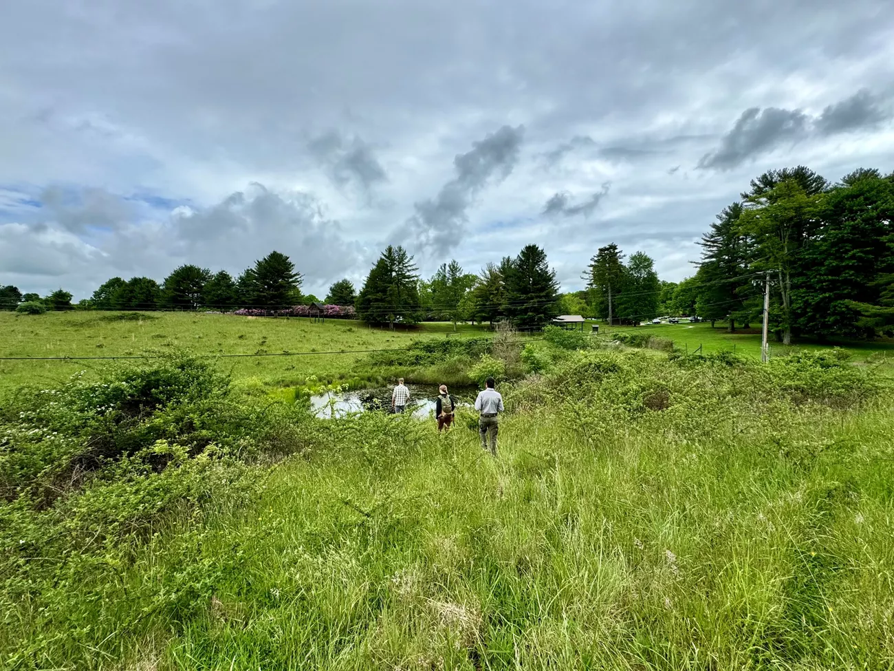 Three people with their backs to the camera walk toward a small pond in the middle of tall grasses. There are trees in the background and the sky is cloudy.