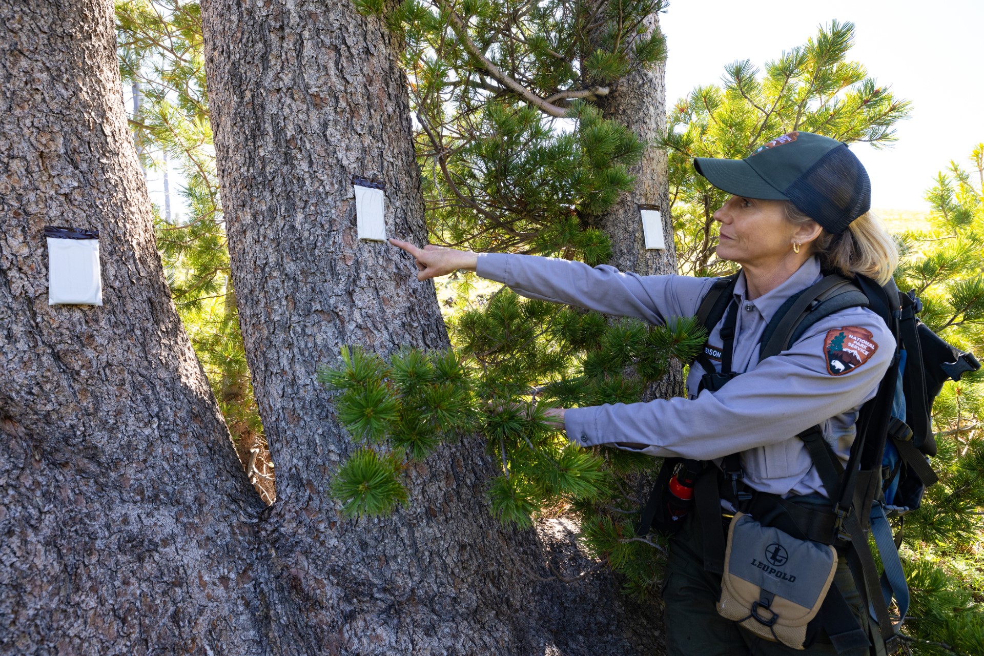 The Pines (U.S. National Park Service)
