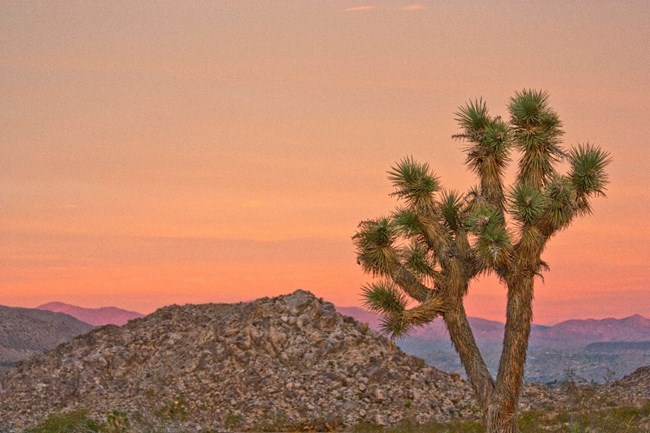 NRCA JOTR A spiny, forked tree sits on a rocky outcropping with purple mountains and an orange sky in the background.