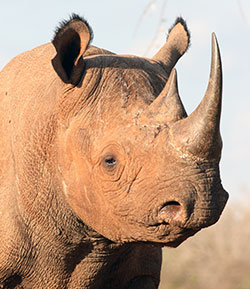 A critically-endangered black rhinoceros. USFWS photo by R Ruggiero.