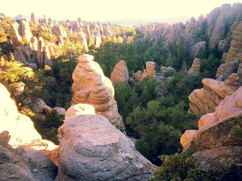 Trees and sandstone hoodoos viewed from the Heart of Rocks Trail in Chiricahua National Monument. NPS photo.