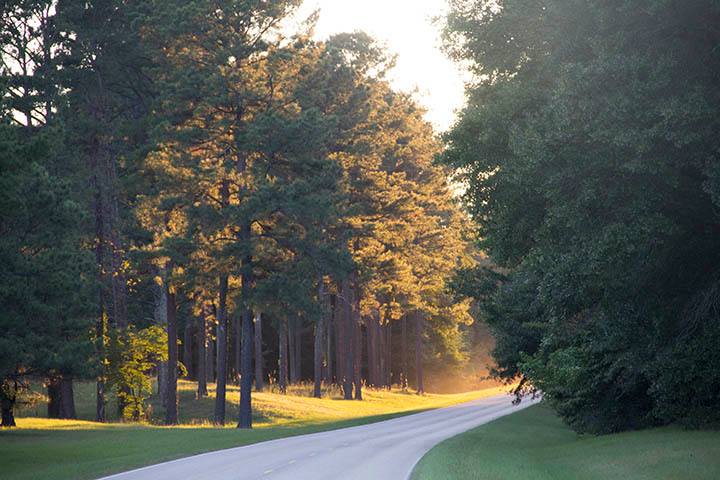 Sunlight shines through trees lining a section of roadway in Natchez Trace Parkway. NPS photo.