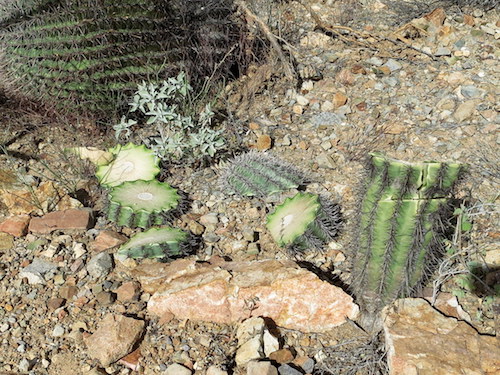 Saguaro National Park is offering a reward of up to $500 for information leading to the conviction of those responsible for vandalism and damage to numerous cacti.  NPS photo.