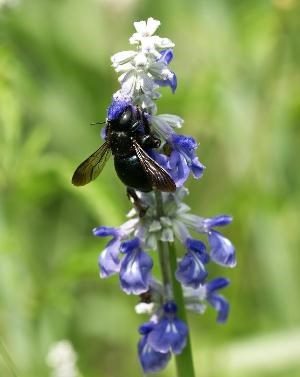 Carpenter bee nesting wild flower