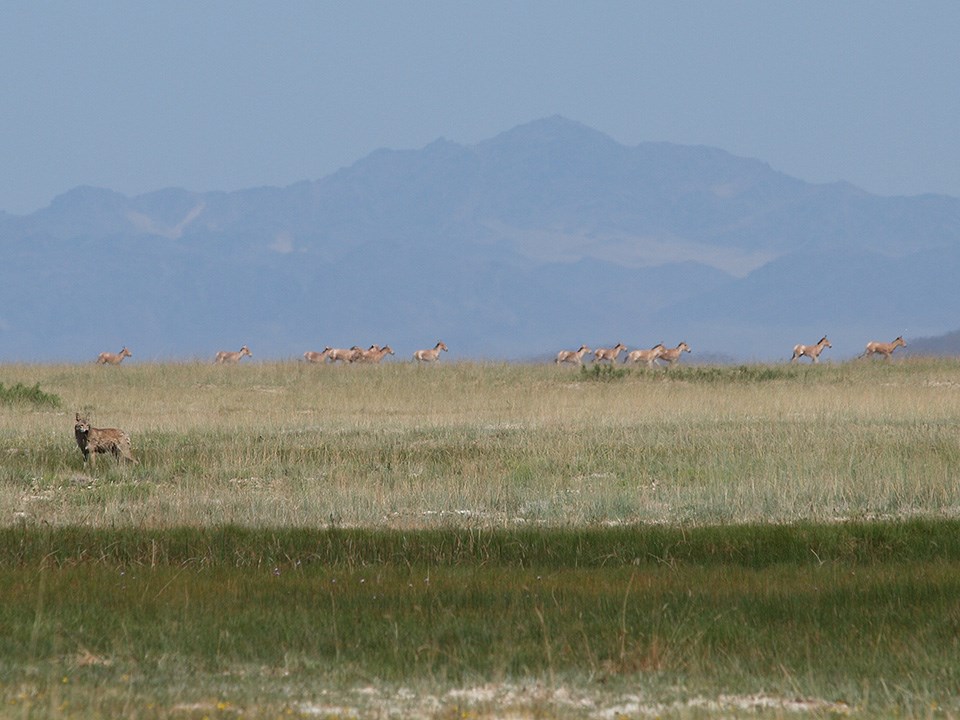 A single wolf stands in foreground. A herd of khulan run in the background.