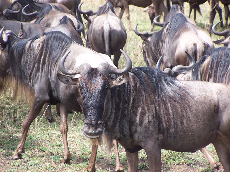 A herd of wildebeest stand near the camera. One is staring directly at the camera. The animals have a long main, and horns.