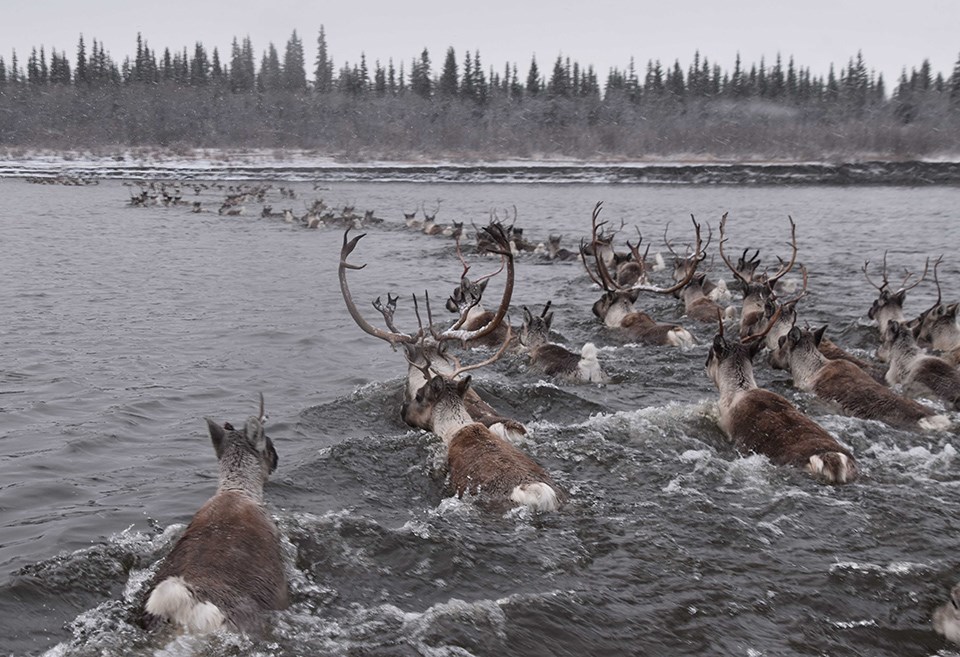 A large group of caribou swim across a river. The water is darker and looks cold. The landscape appears to be late fall or early winter.