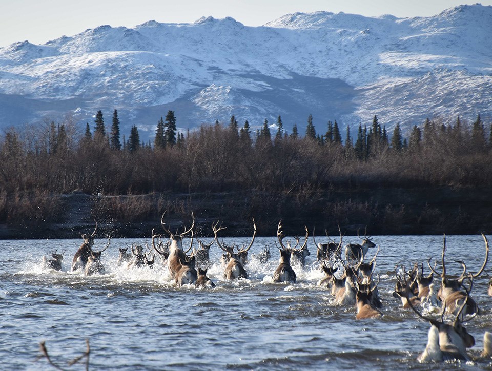 A group of caribou cross a river by walking and swimming. The snow covered Waring Mountains are in the background.