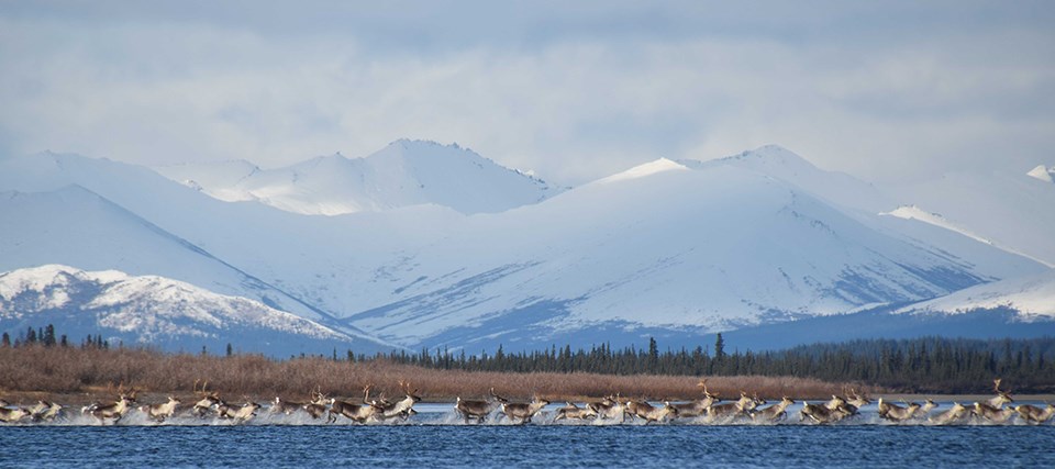 A herd of caribou run across a shallow river. Snow covered mountains are in the background.