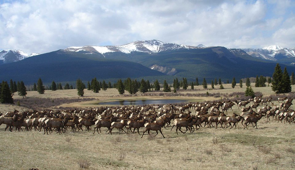 A herd of elk gather near a small pond. Mountains with a dusting of snow are in the background.