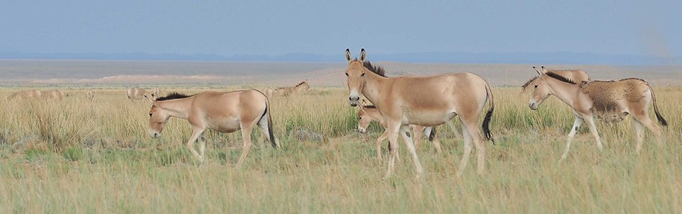 A close up view of several khulan. One is looking directly at the camera. The landscape is flat and grassy. Khulan are horse-like.